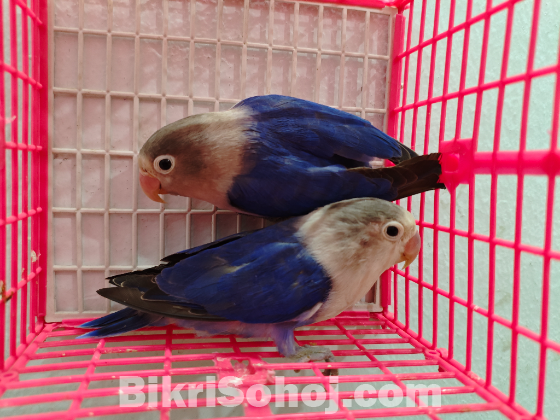 Love bird master pair
